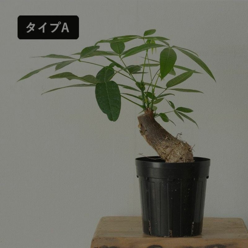 幹曲がり。塊根植物みたいなパキラグラブラ