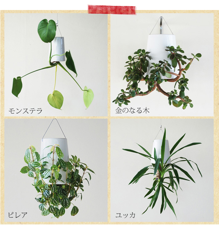 スカイプランター｜[公式] e-花屋さん 本店