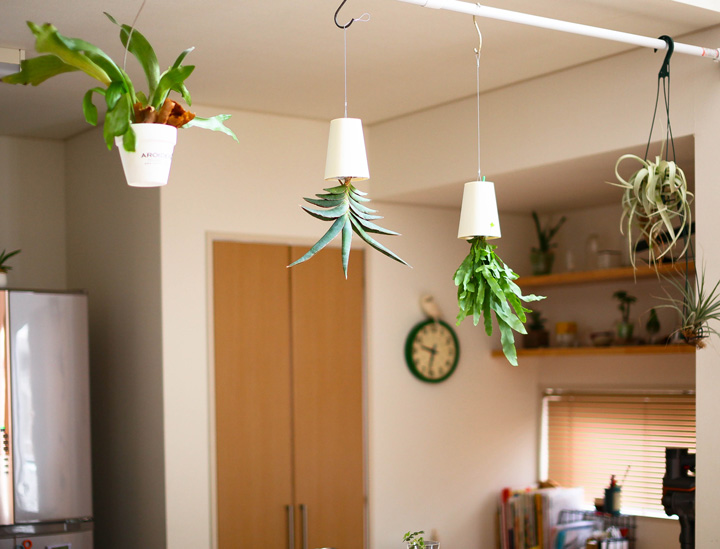 スカイプランター｜[公式] e-花屋さん 本店