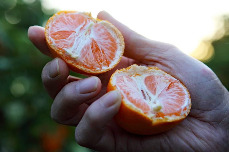 News&Topics｜「心」「ミカエース」完熟の三ヶ日みかん、ギフト期に