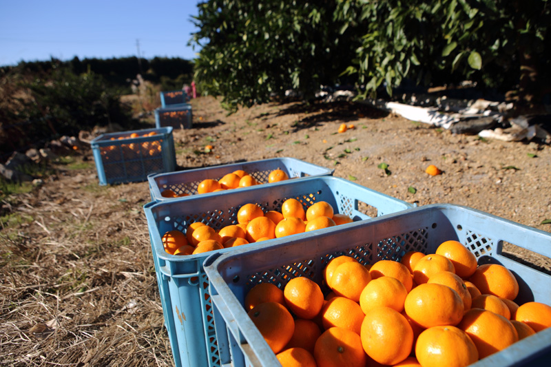News&Topics｜「心」「ミカエース」完熟の三ヶ日みかん、ギフト期に