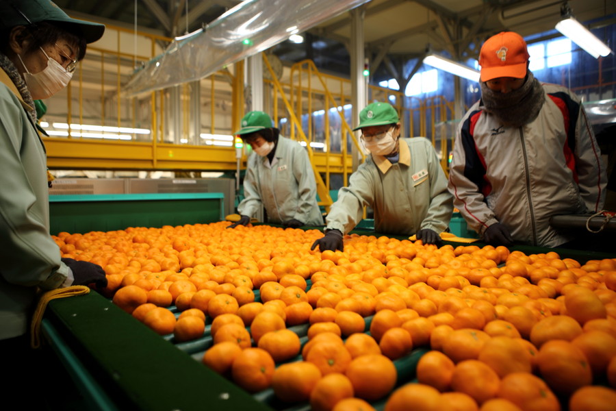 News&Topics｜12/16 三ヶ日みかんの主力品種「青島」スタートJAみっかび