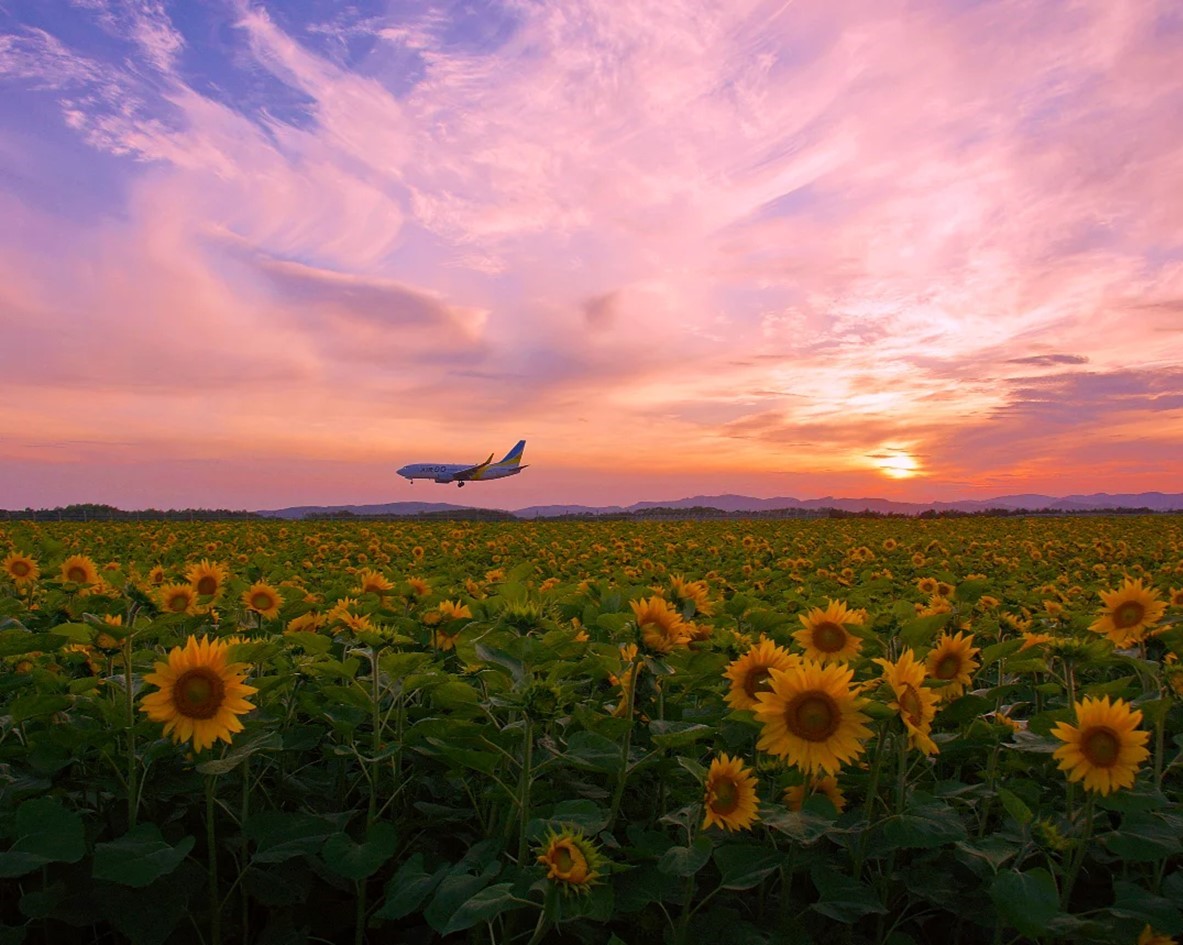 空港近くのひまわり（大空町） | 北海道ミライノート