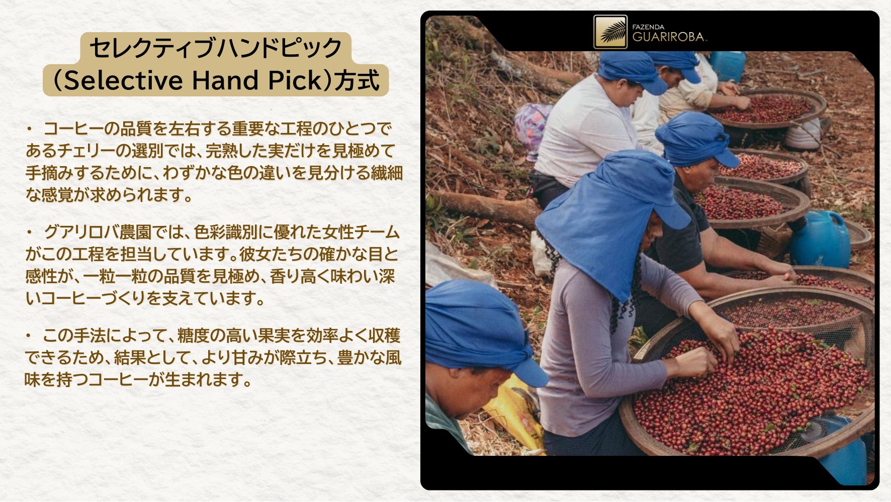 GA-2025-04 FRUITY / RED CATUAI / VOLCANO PROCESS – MT. FUJI / 10kg