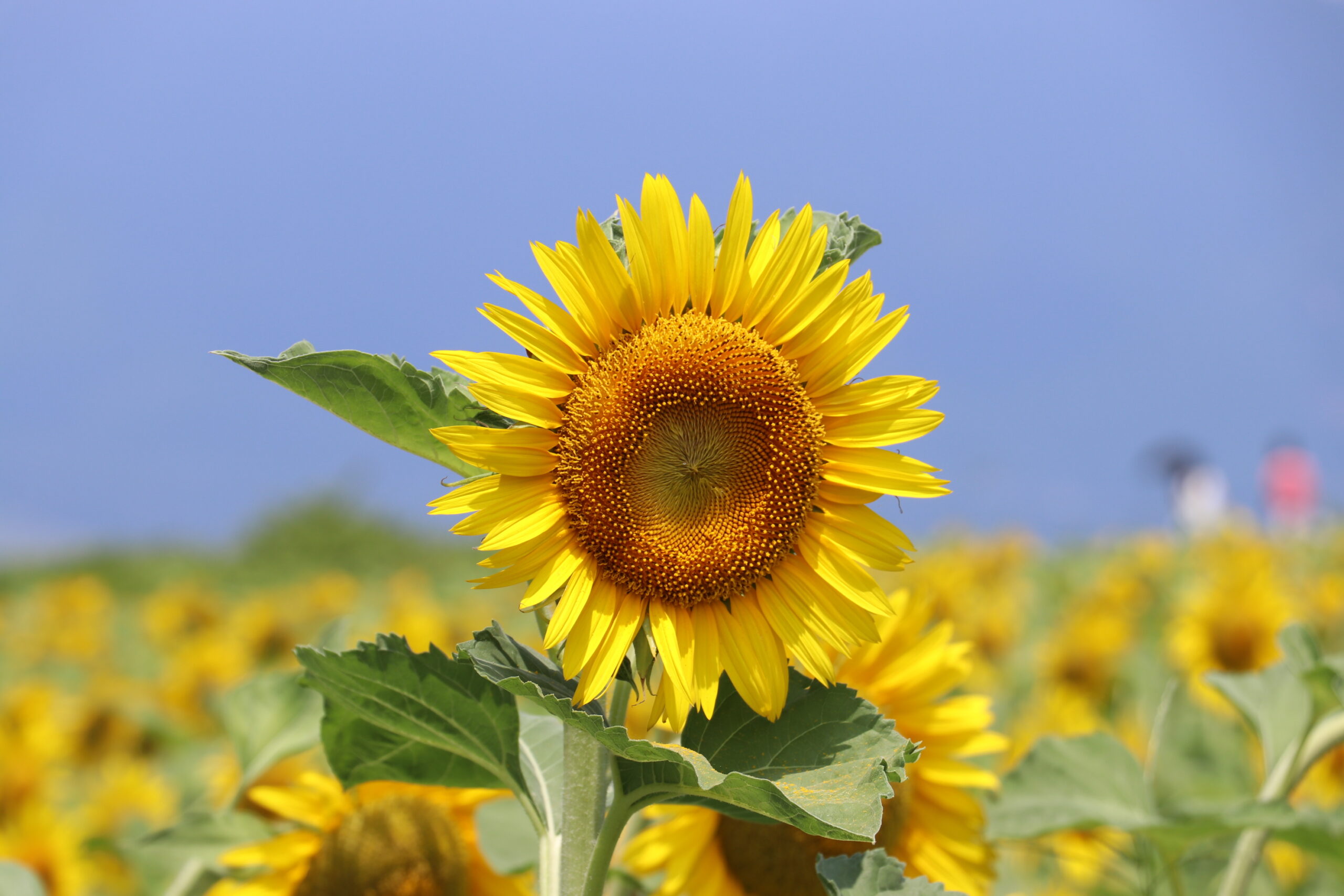 第1なぎさ公園 ひまわり畑 - 守山市観光物産協会