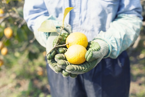 広島 三角島 オーガニックレモンファンド｜セキュリテ