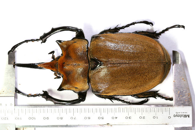 エレファスゾウカブト飼育記