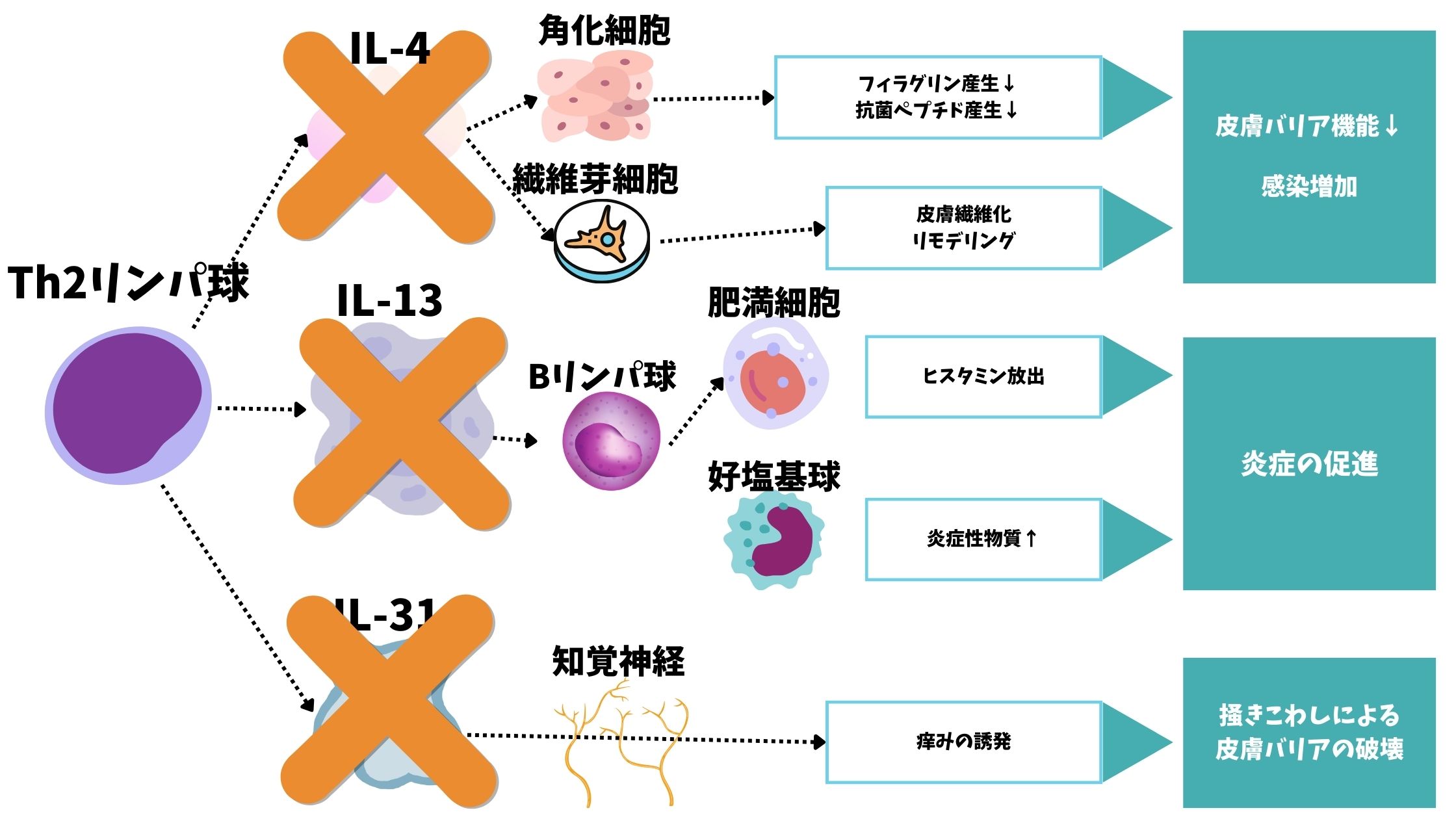 犬アトピー性皮膚炎の治療の教科書！これさえ見ればOK！｜なんよう動物