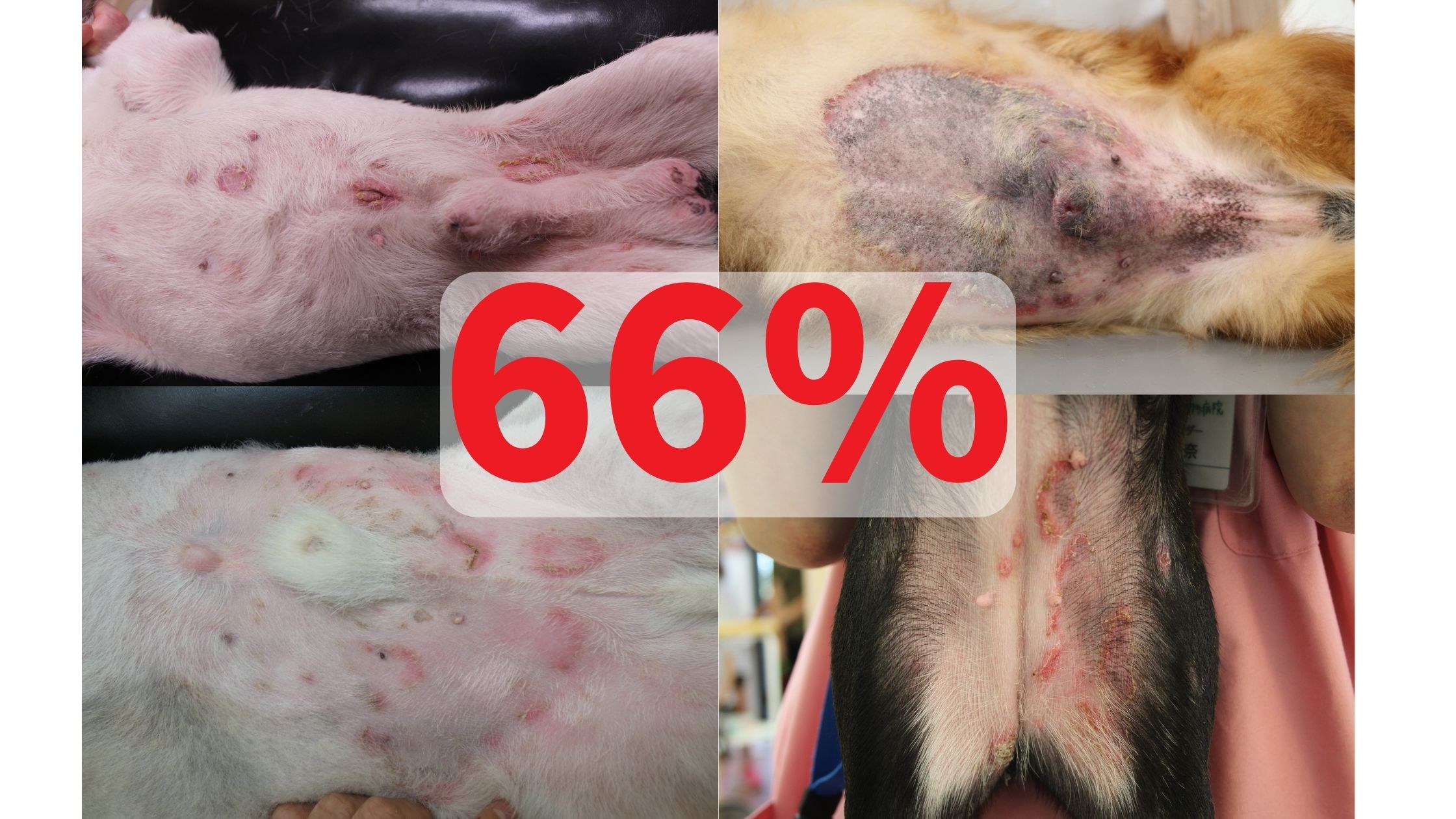 犬アトピー性皮膚炎の治療の教科書！これさえ見ればOK！｜なんよう動物