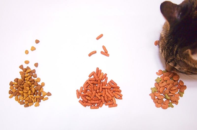 猫用ドライフードのおすすめ20選！正しい選び方や購入時の注意点