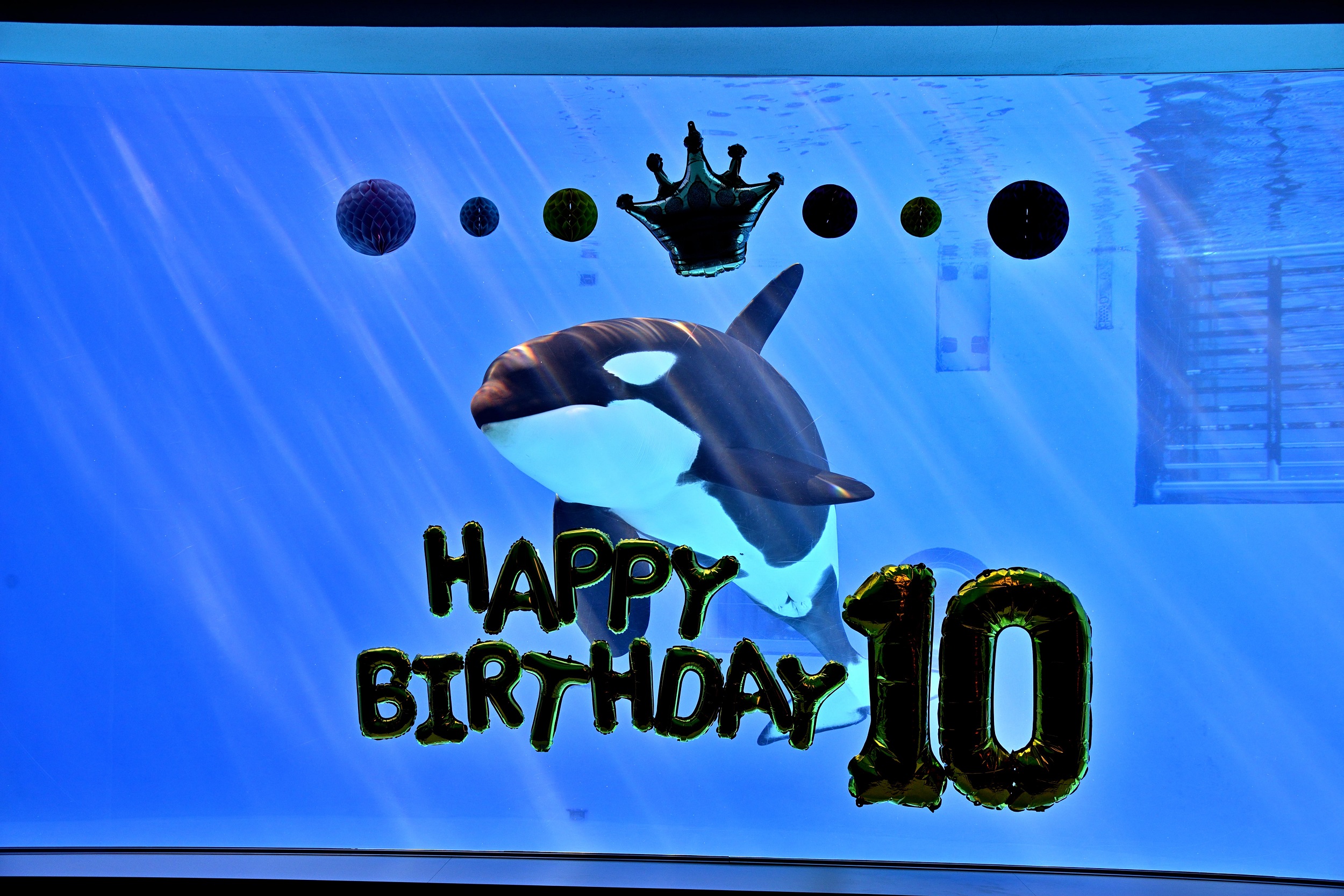 【レア・ラスト1点】名古屋港水族館　シャチ リンちゃん ステラ　ポスター リンおめでとう♡」の気持ちで、作りました☆｜研究・教育｜名古屋港