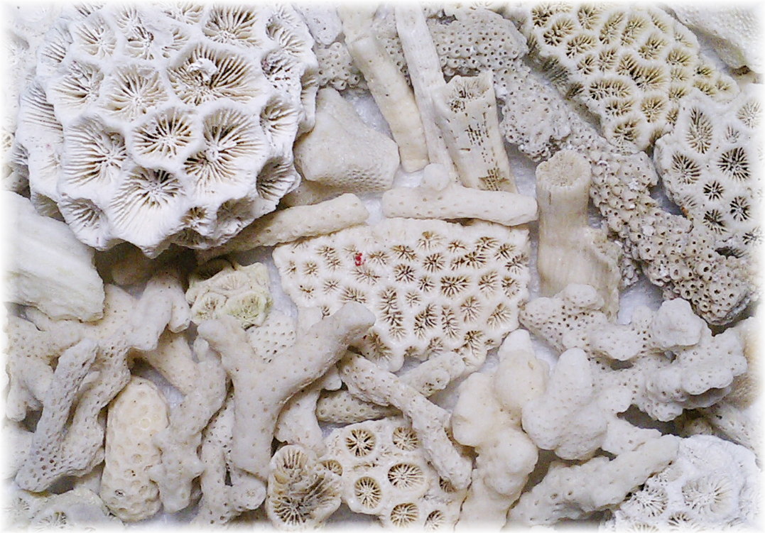 集めた貝殻やシーグラス♪活用していますか(・・? | ポケ海