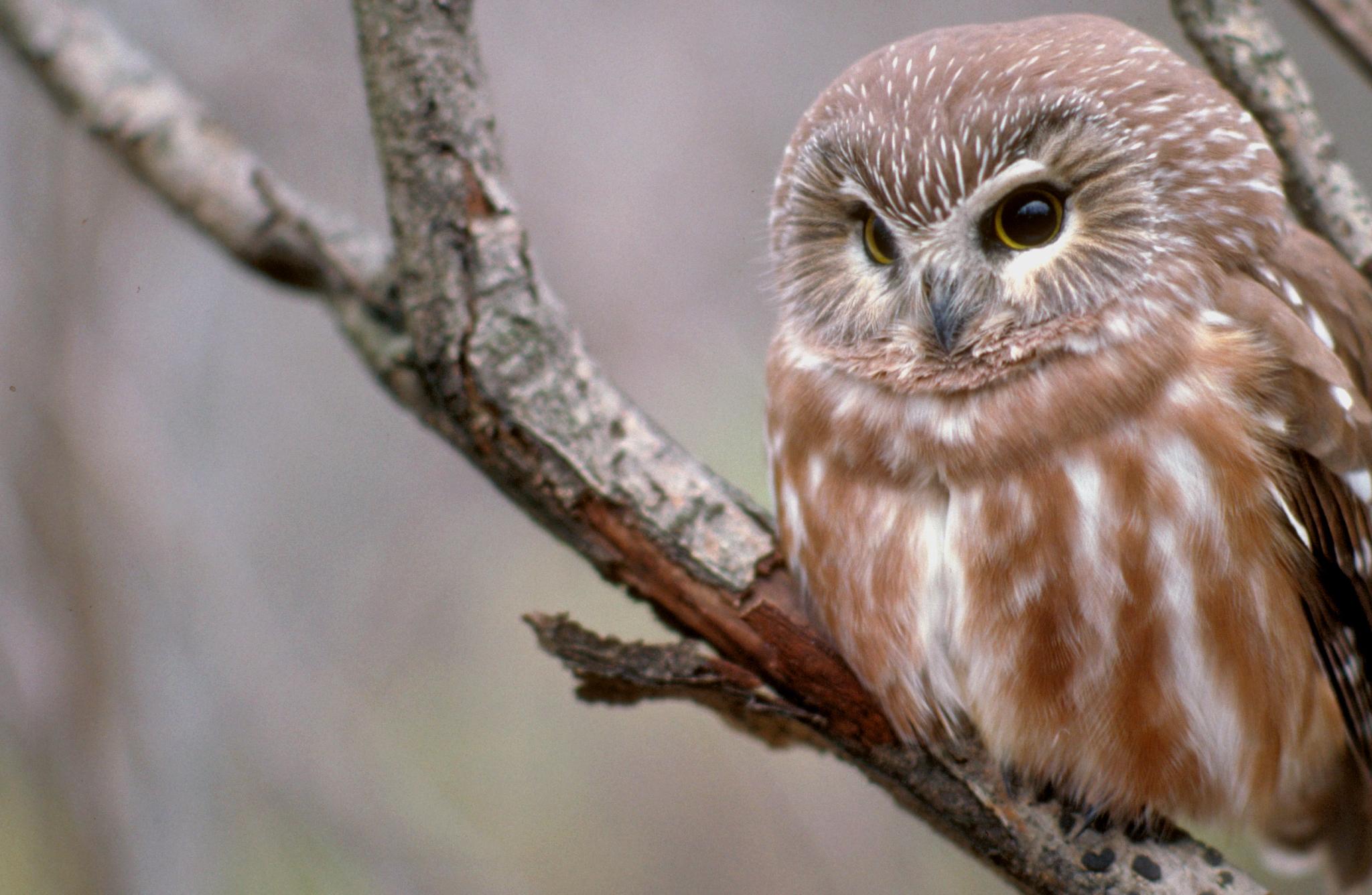 NatureCounts - Atlantic Canada Nocturnal Owl Survey