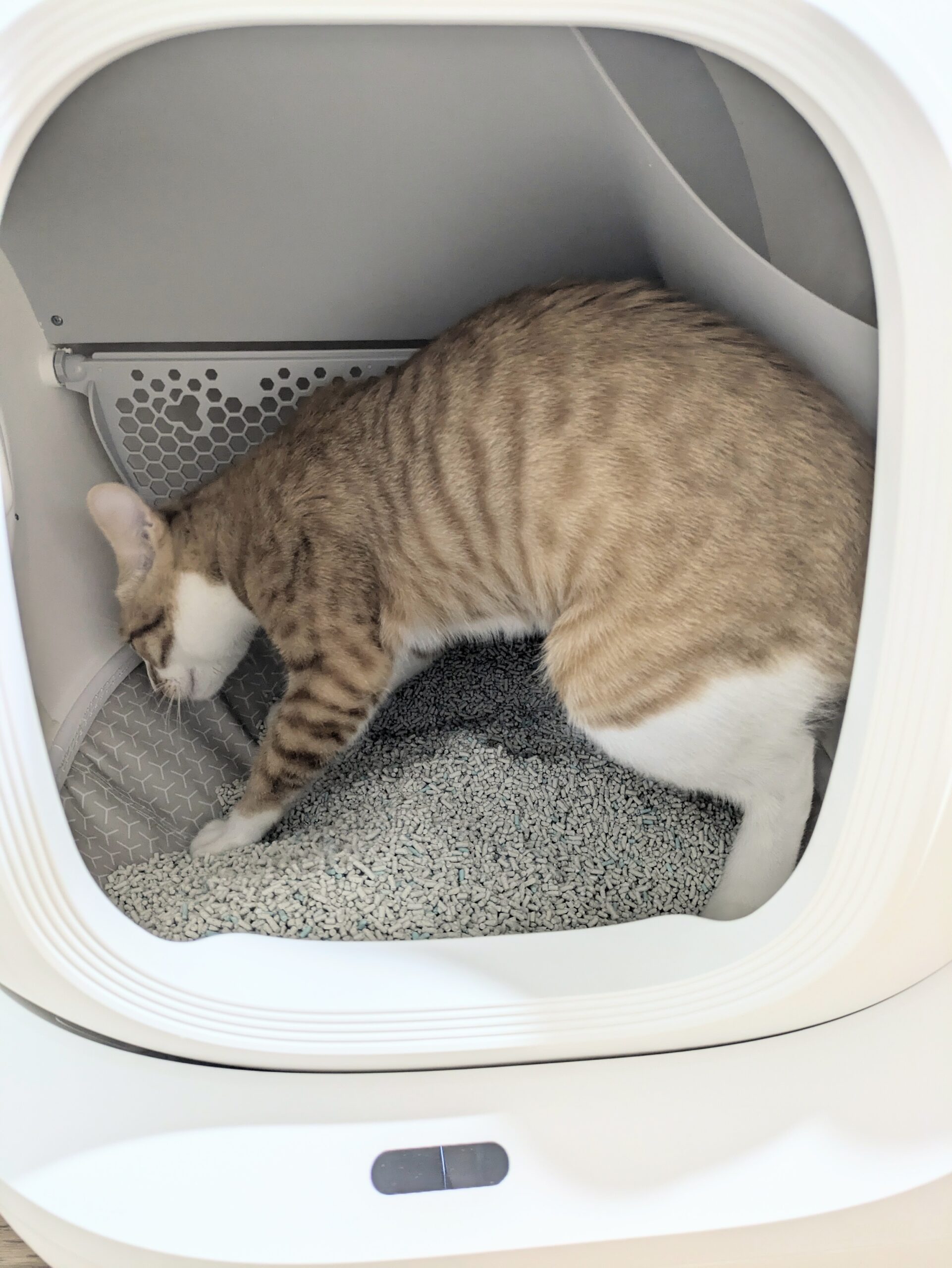 12ヶ月以上実際に愛用中】猫用自動トイレ『PETKIT』使って分かった10のこと