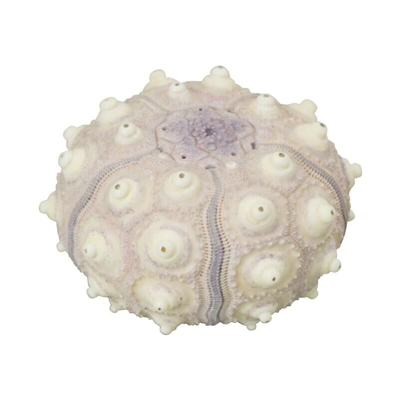 まるで本物!?「ウニ殻 マグネットコレクション」カプセルトイで発売