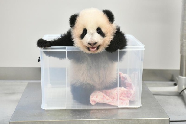 恩賜上野動物園」の双子パンダ、オスの「シャオシャオ(暁暁)」、メスの