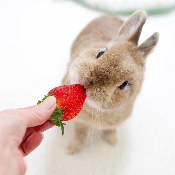 いちごが大人の味ってどういうこと!?」うさぎもいちごを食べる？うさぎ