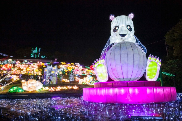 日本一に輝いた真夏の夜のイルミネーションを見に行こう｜ウォーカープラス