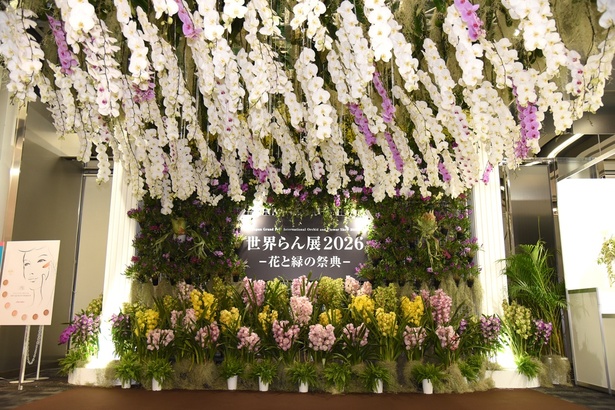 画像16 / 30＞100万輪の蘭が咲き誇る｢世界らん展2026 -花と緑の祭典