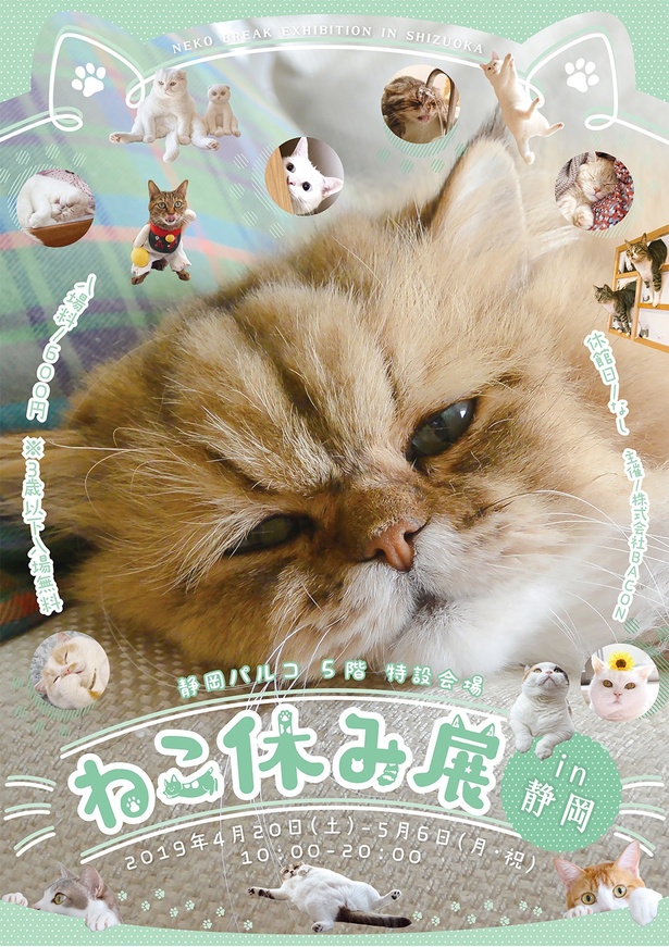 ホイちゃんをはじめスター猫が勢ぞろいの「ねこ休み展」が静岡＆広島に