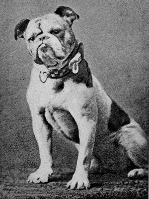 Handsome Dan: A 130-year-old legacy | Yale News