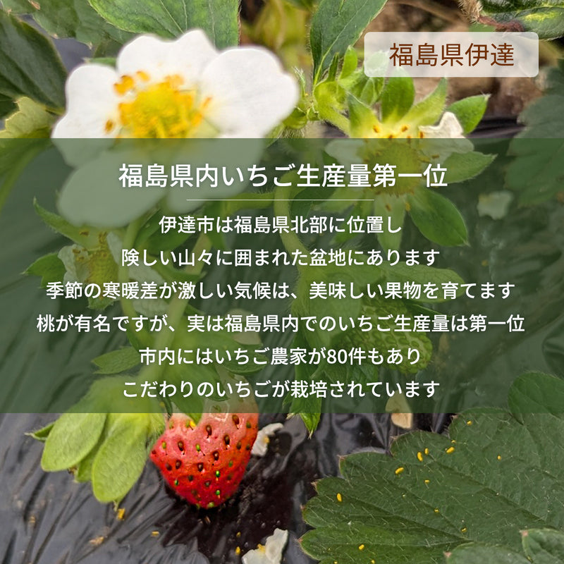 いちご 【モスト絆ファーム】 農薬不使用 ゆうやけベリー 250g×4P 福島