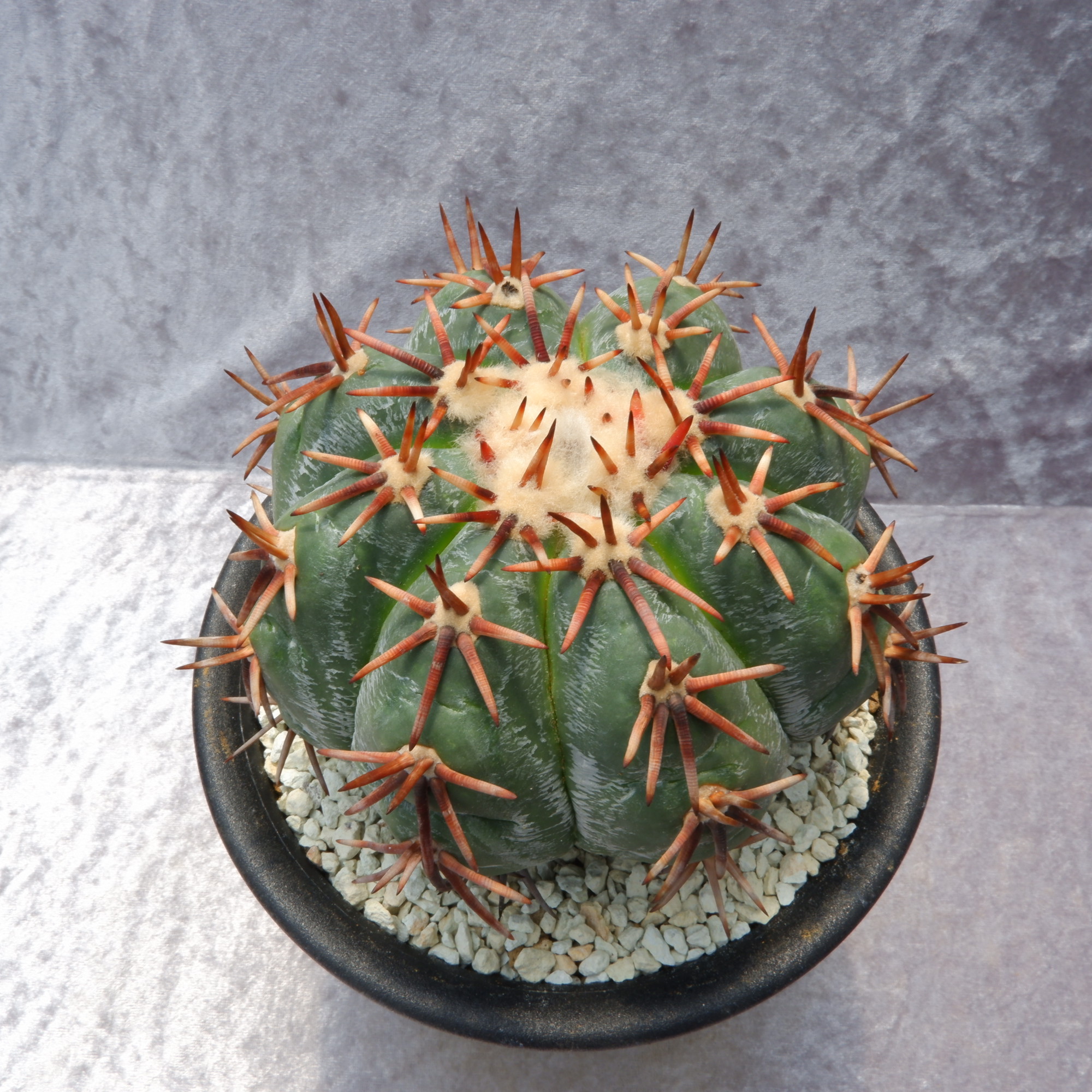 希少特大実生苗】花王丸エキノカクタス国内繁殖サボテン（太平丸雷帝翠
