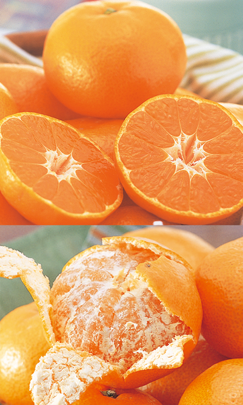 コタツでみかん「プチセット」 | のま果樹園