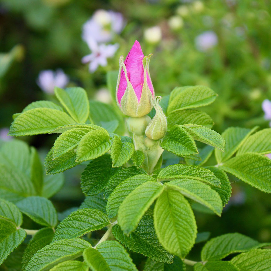 Japanese Rugosa Rose Bush | USDA Zones 2-7 | 18-24 Inches