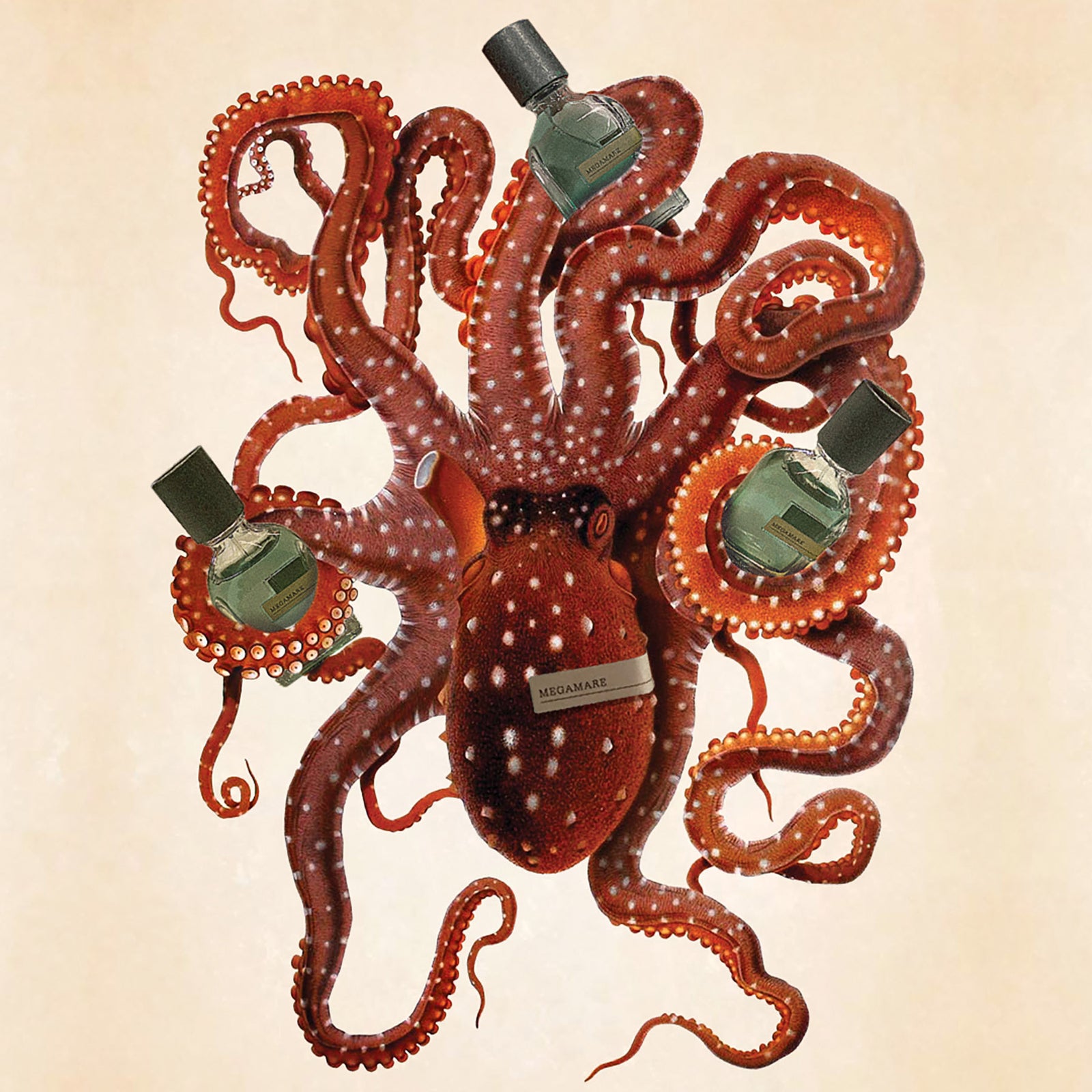 メガマーレ｜海 – NOSE SHOP