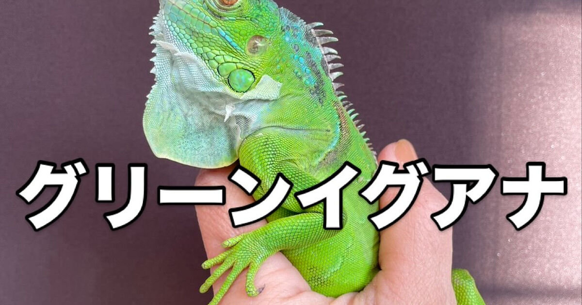 新着】グリーンイグアナ2025CB販売中！大阪門真のオカハ | ブログ
