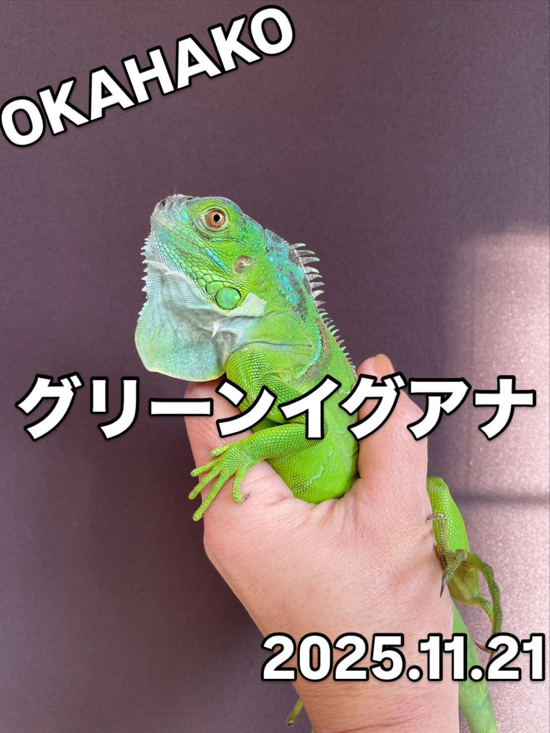 新着】グリーンイグアナ2025CB販売中！大阪門真のオカハ | ブログ