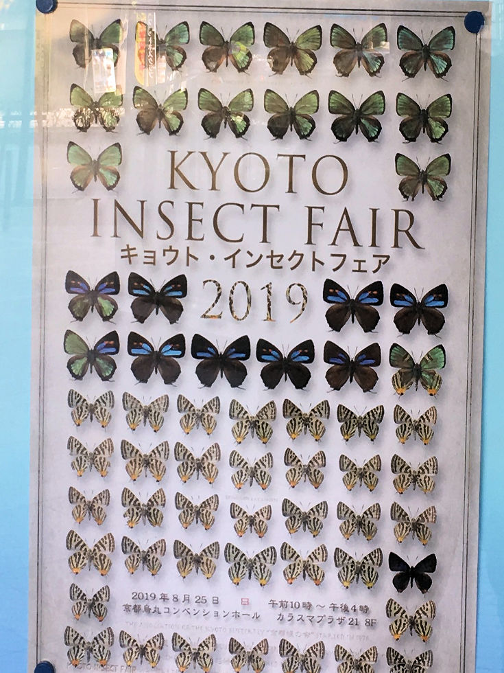 昆虫標本購入のためインセクトフェアin京都 2019へ行ってきました