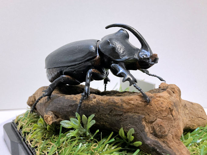 グラントシロカブト♂69＋♀51(ジオラマ標本) | オオクワ京都昆虫館