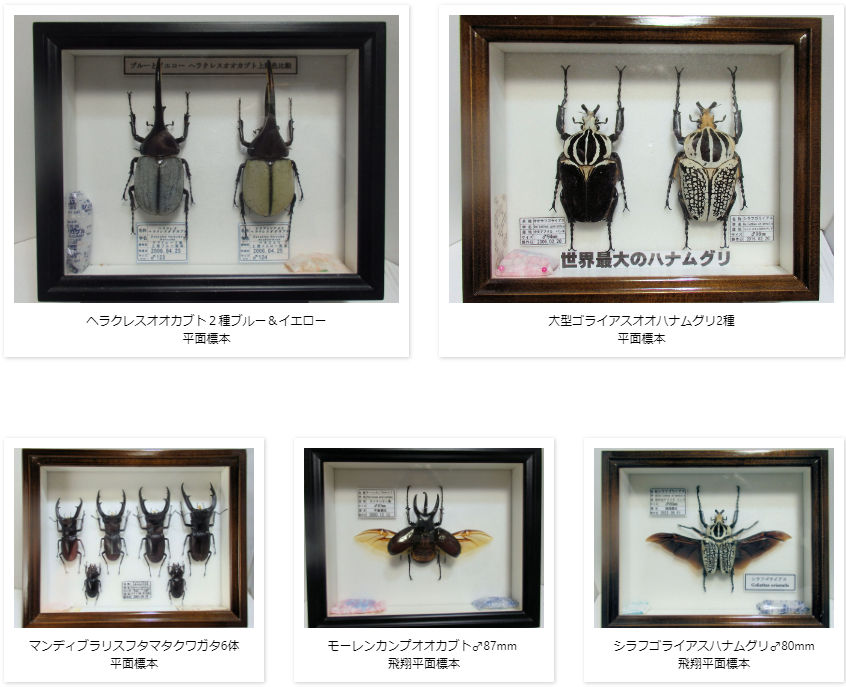 イイジマゾウカブト♂115mm 飛翔標本 | オオクワ京都昆虫館 レンタル