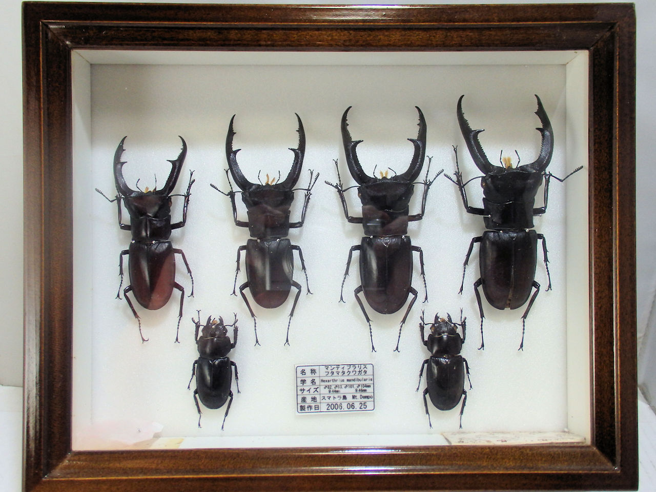 ドイツ標本箱（小）各種平面標本 5点セット（10） | オオクワ京都昆虫