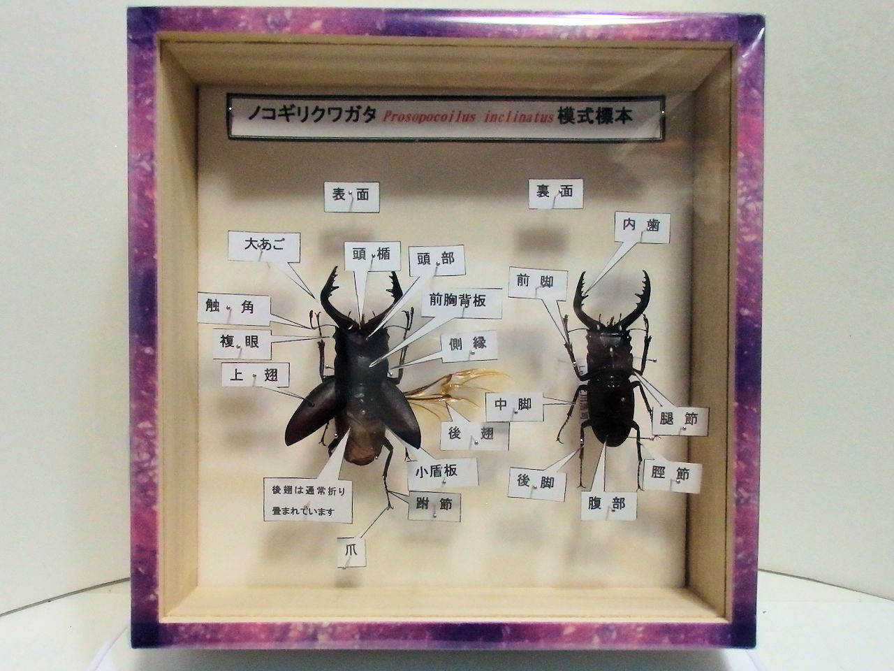 模式標本（図鑑のように部位説明）各種サイズ平面標本 5点セット（11