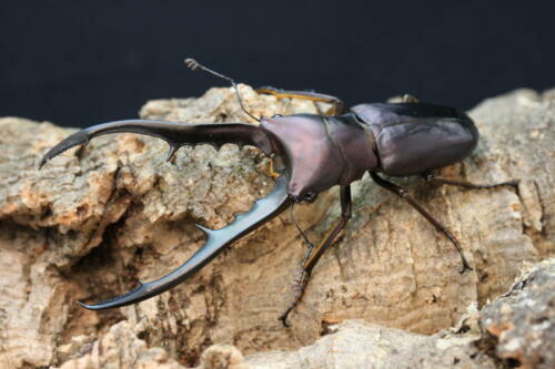 メタリフェルホソアカクワガタ飼育記(ペレン島亜種)