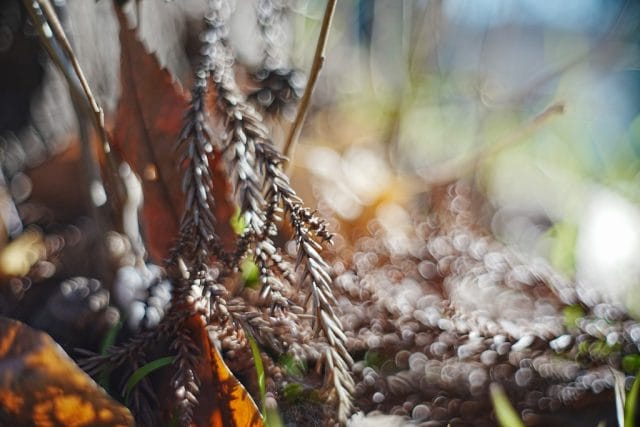 Oreston 50mm f1.8前期 M42 レビュー作例 クセ玉オールドレンズ