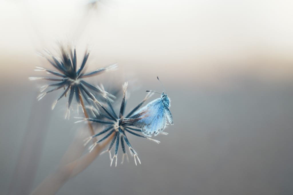 Nikkor-S.C 50mm f1.4 L39 Review作例 ニッコール銘玉神オールドレンズ