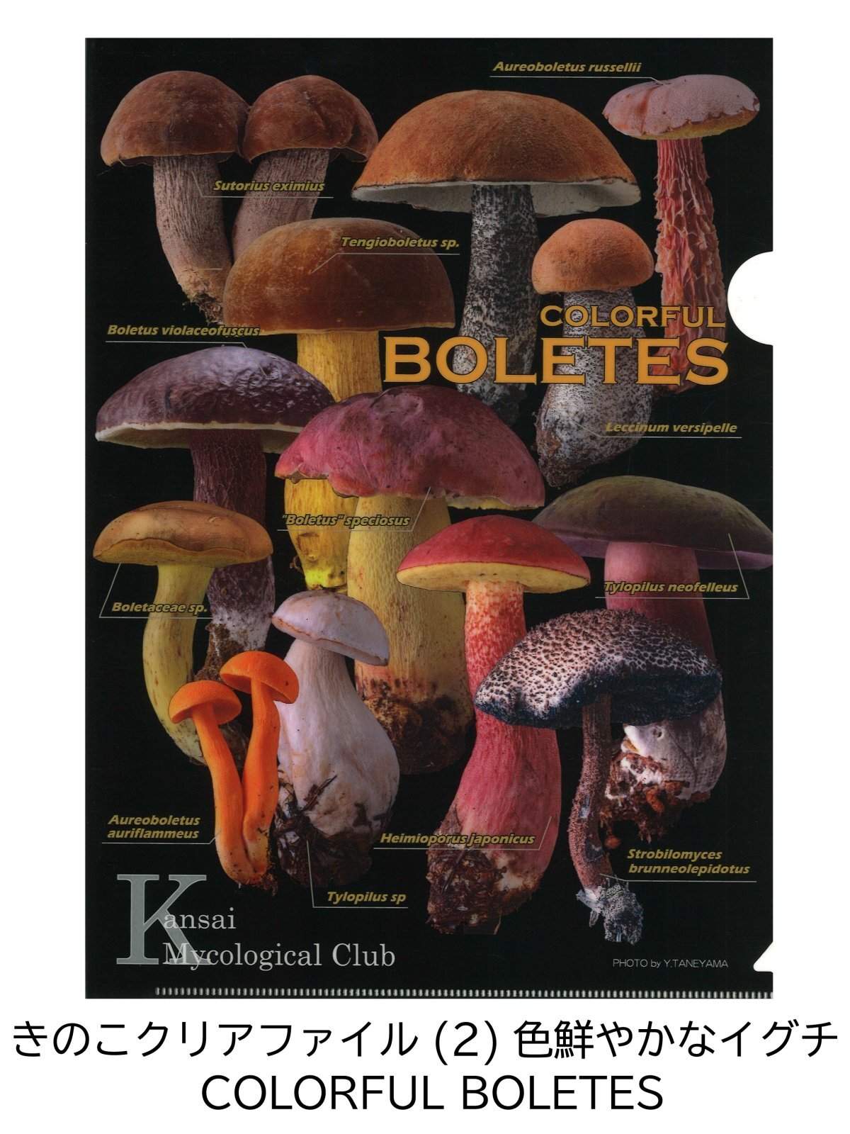 関西菌類談話会 きのこクリアファイル(全3種) - 大阪市立自然史博物館