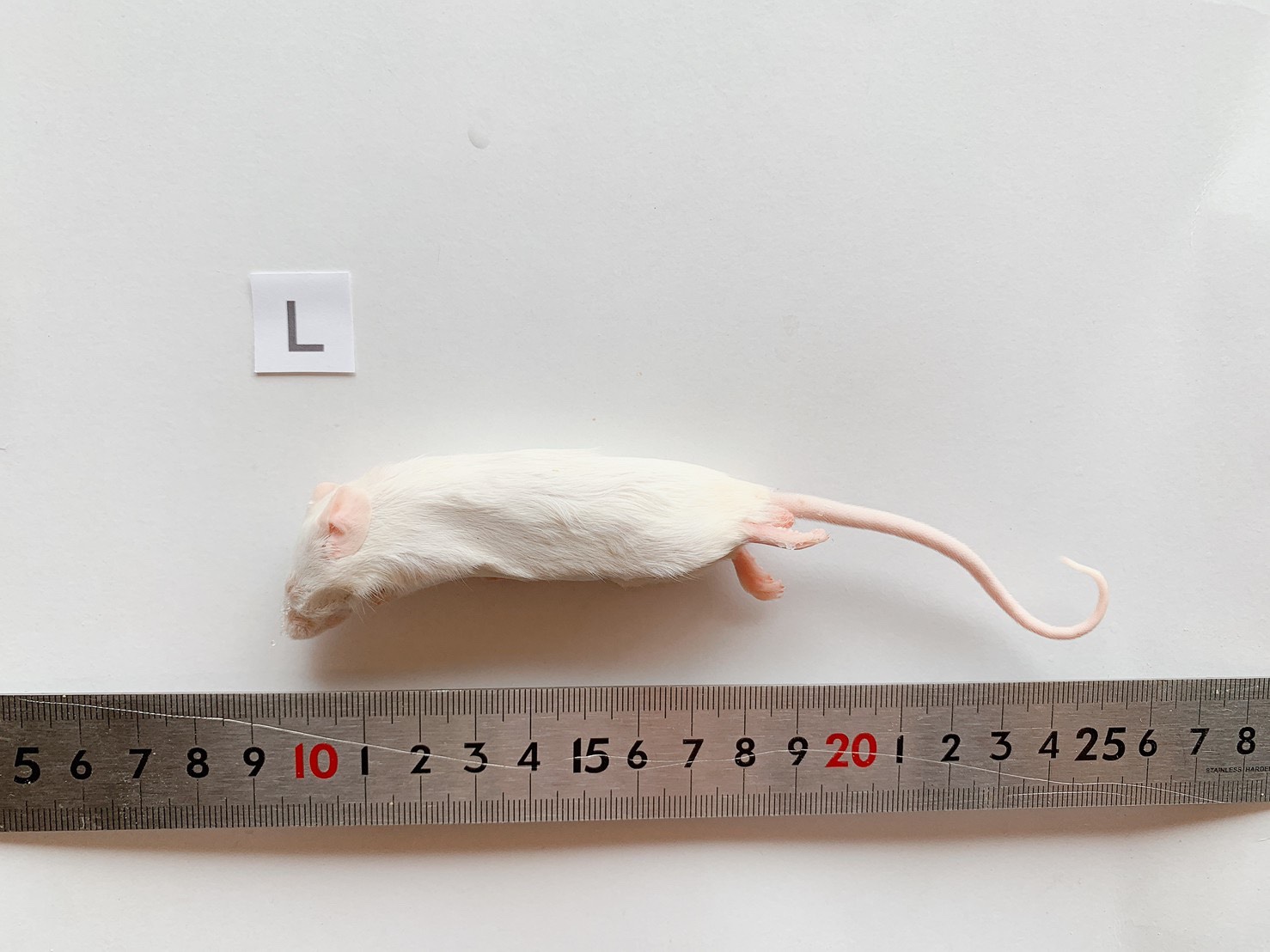 冷凍マウス・冷凍ラット通販専門店｜リトルモンスターおおさか【最短