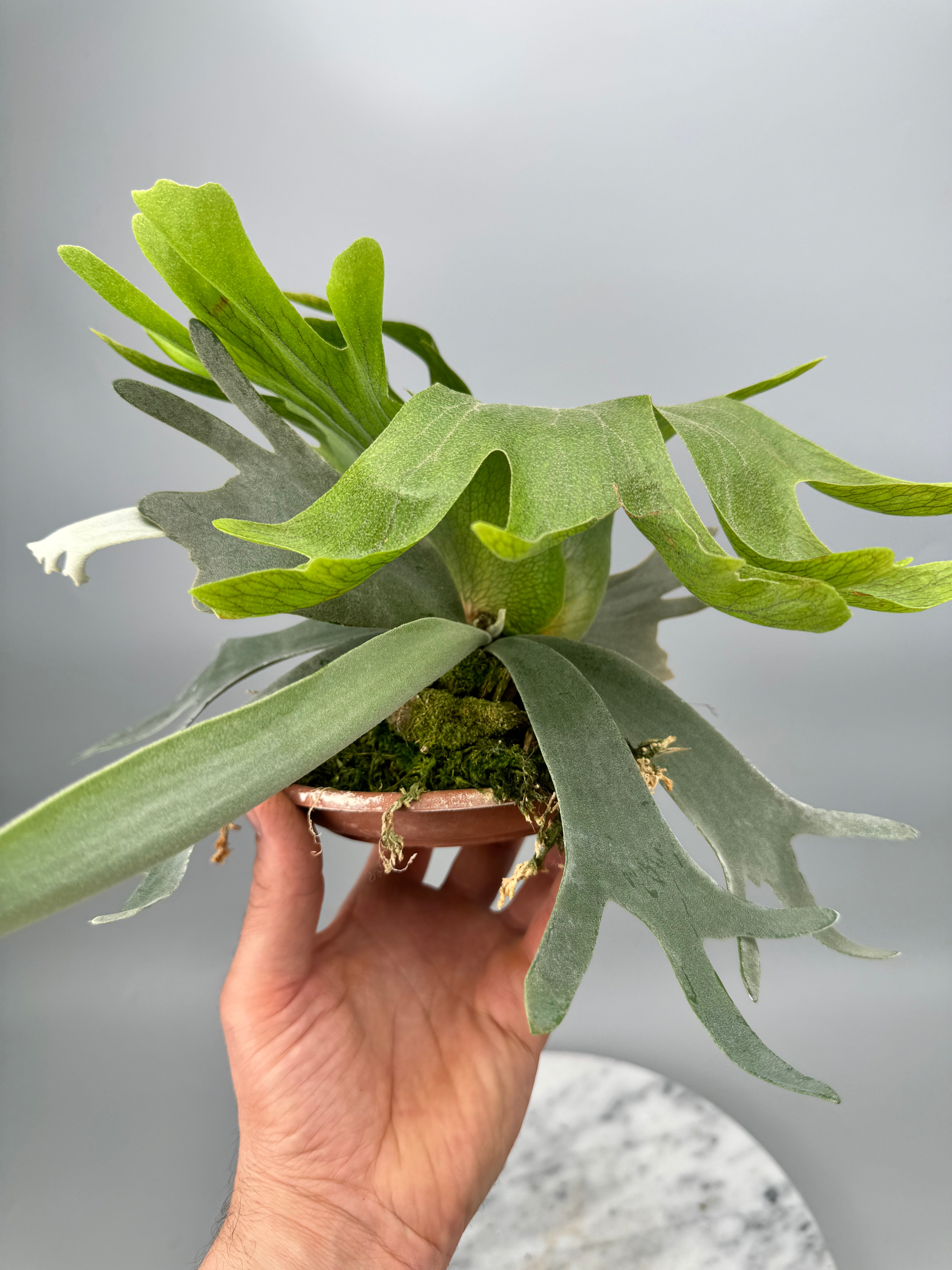 Platycerium willinckii Dwarf