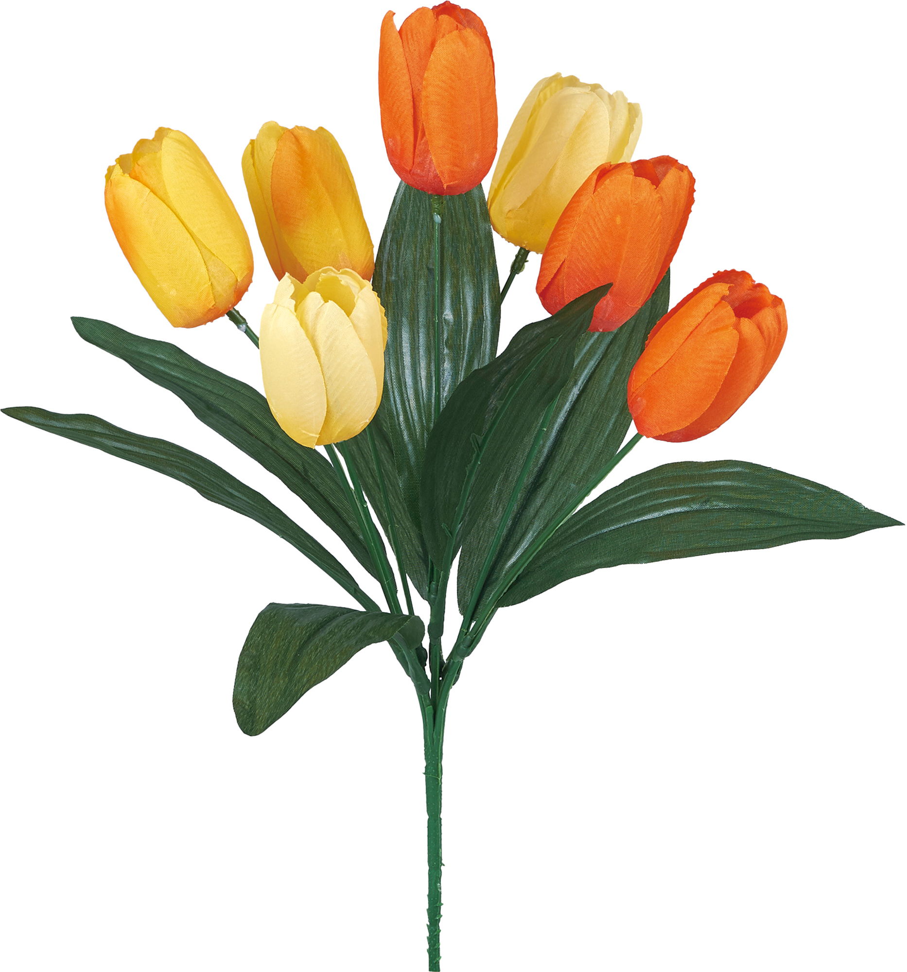 ﾁｭｰﾘｯﾌﾟﾌﾞｯｼｭ: クイックオーダーでのみ販売 ｜ YDMオンラインストア