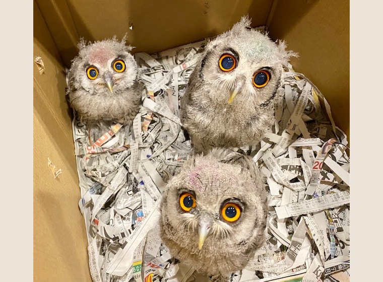 アフリカオオコノハズク 2021年うまれ 国内ブリード 残り1羽