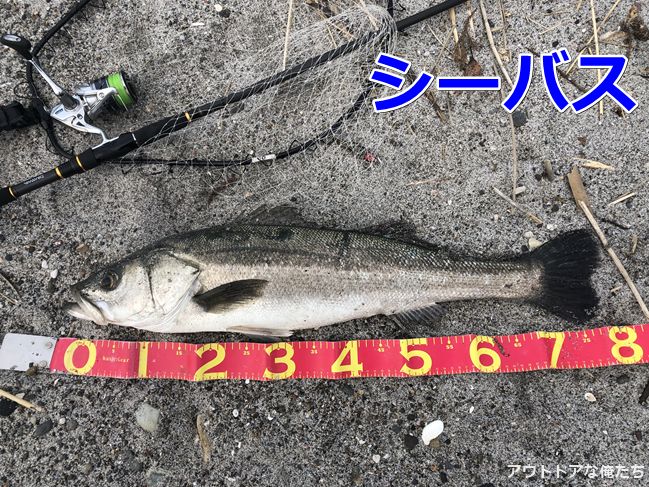 ラテオ90Mと100MHの俺的インプレ｜シーバスから青物までカバーする万能