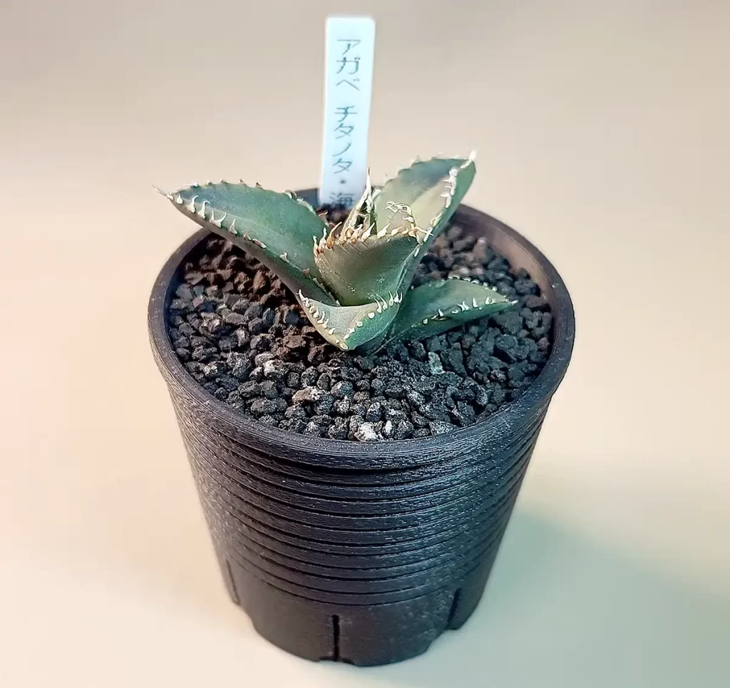 アガベ チタノタ「海王」購入と成長記録 | アガベの成長をただ記録する