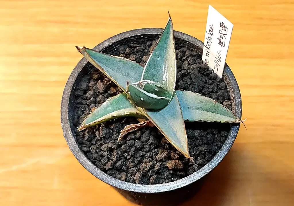 アガベ 笹吹雪（Agave Nickelsiae）の成長記録・育て方 | アガベの成長