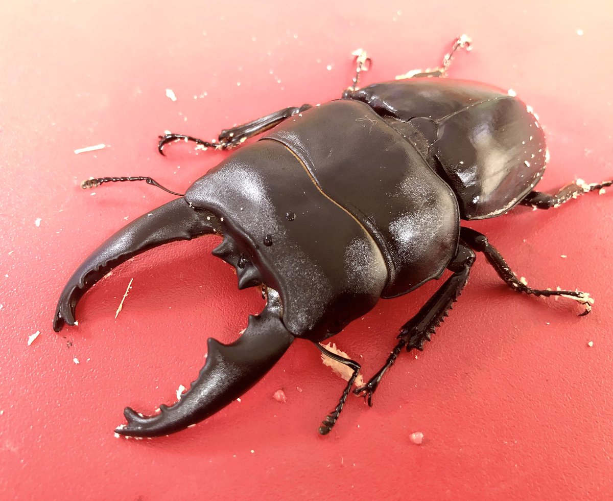 インター店昆虫コーナー】 #アルキデスヒラタクワガタ 極太ヒラタ