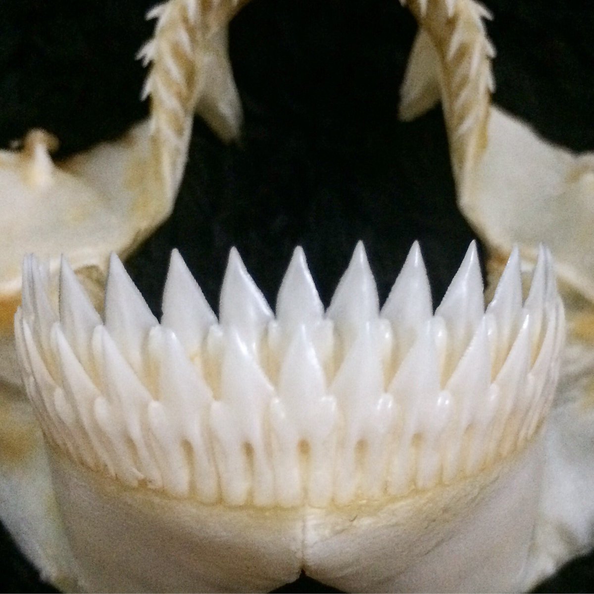 ヨロイザメの顎骨標本 #ヨロイザメ #サメの顎 #海洋工房